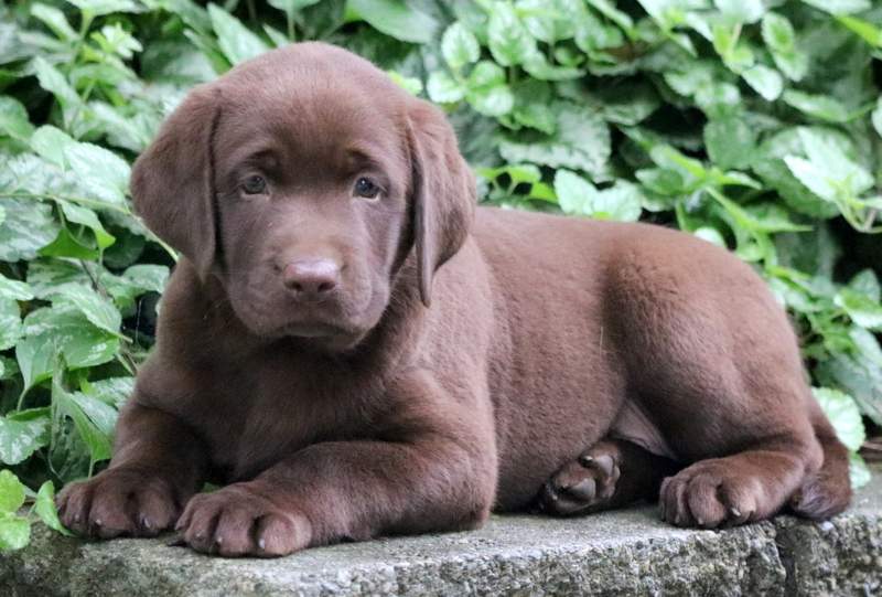 Lab Chocolate