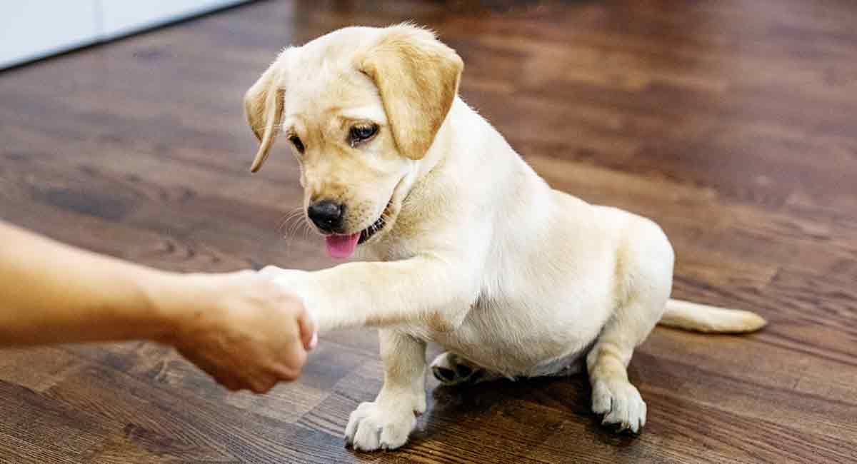 Lab puppy shake hands