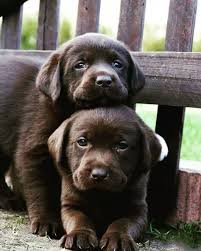 Lab puppies choocalte