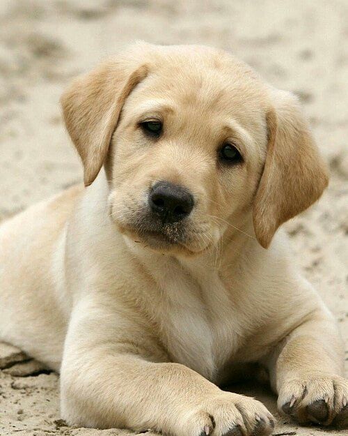 Lab puppy yellow